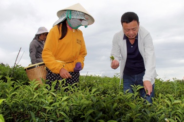 Bất ngờ thành tỷ phú nhờ liều lĩnh mang chè Bắc vào Tây Nguyên trồng thử
