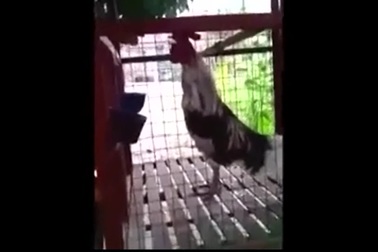 Bật cười với chú gà trống có tiếng gáy cực kỳ đặc biệt
