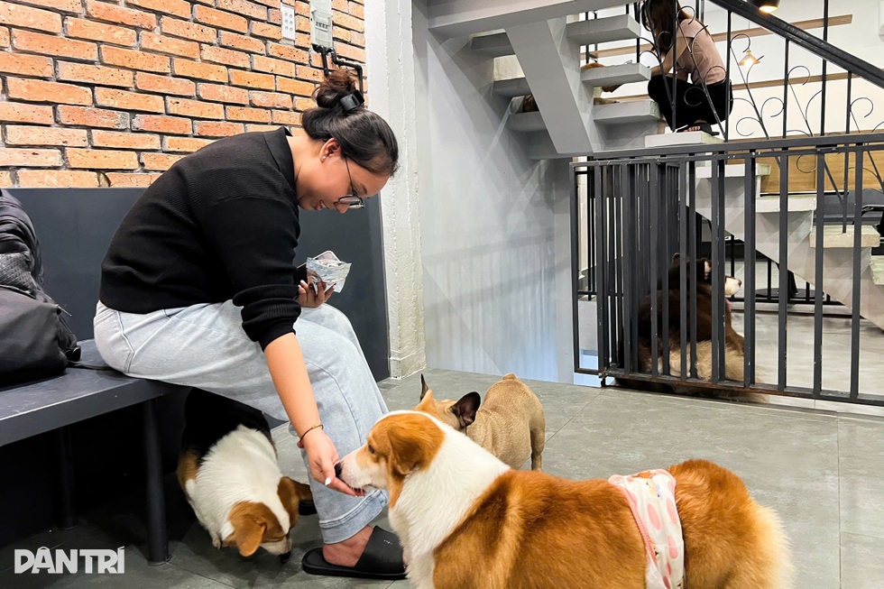 Từ vụ chó Alaska bị đánh đập: Cà phê thú cưng có đang bóc lột vật nuôi? - 4 Từ vụ chó Alaska bị đánh đập: Cà phê thú cưng có đang bóc lột vật nuôi? - 4