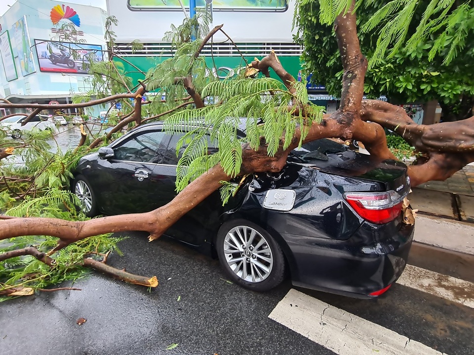Phượng cổ thụ bật gốc đè nát xe ô tô bên đường - 2 Phượng cổ thụ bật gốc đè nát xe ô tô bên đường - 2