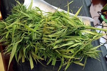 Tự trồng cần sa rồi rao bán trên mạng xã hội