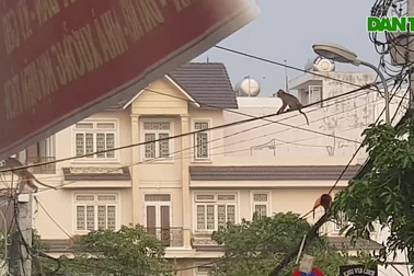 Xem kiểm lâm thổi ống tiêu bắn thuốc mê đàn khỉ ở Sài Gòn