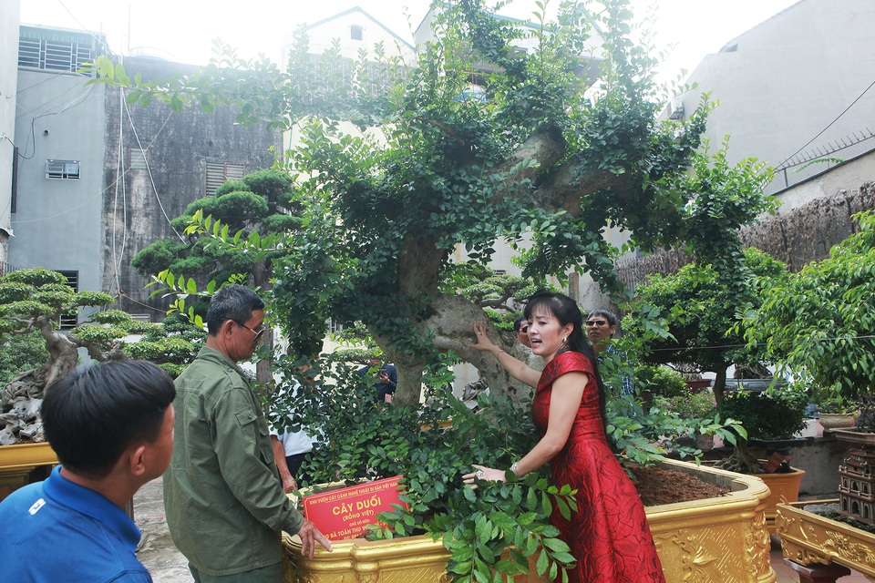 Chiêm ngưỡng cây duối cổ độc nhất vô nhị, trả giá 14 tỷ đồng không bán - 5 Chiêm ngưỡng cây duối cổ độc nhất vô nhị, trả giá 14 tỷ đồng không bán - 5