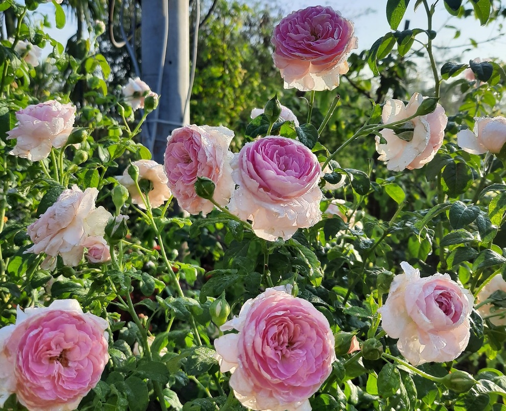 Chàng nhân viên IT nghỉ việc về trồng thanh long, chăm vườn hồng rực rỡ - 7 Chàng nhân viên IT nghỉ việc về trồng thanh long, chăm vườn hồng rực rỡ - 7