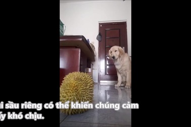 Chú chó phản ứng hài hước khi ngửi thấy mùi sầu riêng