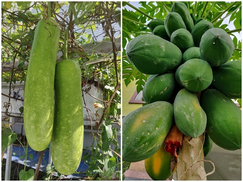 Ông chủ doanh nghiệp Đồng Nai chi 70 triệu trồng rau, nuôi cá trên sân thượng - 5 Ông chủ doanh nghiệp Đồng Nai chi 70 triệu trồng rau, nuôi cá trên sân thượng - 5