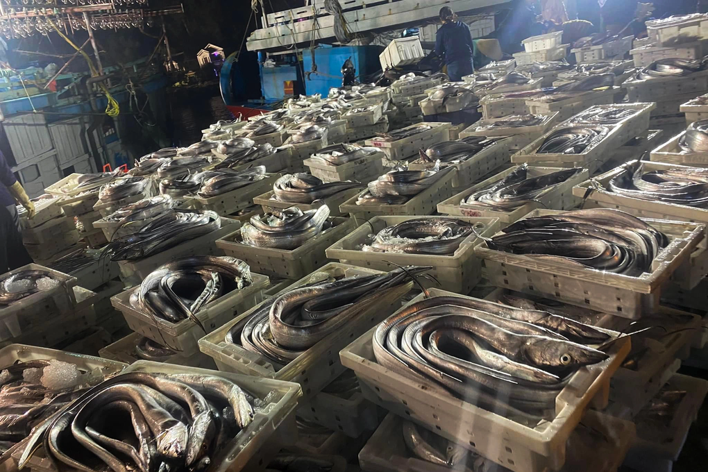 Ngư dân trúng mẻ cá hố tiền tỷ trong chuyến mở biển đầu năm - 1 Ngư dân trúng mẻ cá hố tiền tỷ trong chuyến mở biển đầu năm - 1