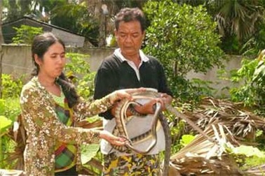 Độc đáo mô hình nuôi rắn thả vườn