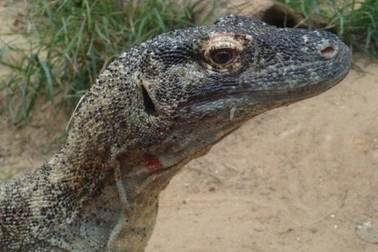 Đặc tính kháng khuẩn trong máu rồng Komodo mở ra lối đi cho thuốc kháng sinh mới