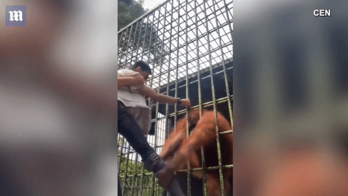 Đười ươi tóm chân, dạy du khách bài học vì tội nghịch dại - 2 Đười ươi tóm chân, dạy du khách bài học vì tội nghịch dại - 2
