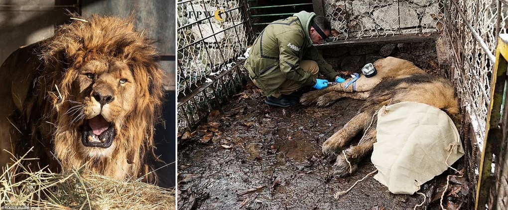 Ruben had to live in a poor environment and cramped cage for 5 years before being rescued (Photo: ADI).