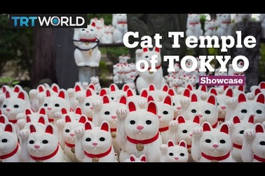 Tham quan đền Gotokuji