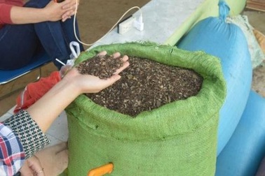 Đắk Lắk bác tin thương lái Trung Quốc lũng đoạn hồ tiêu