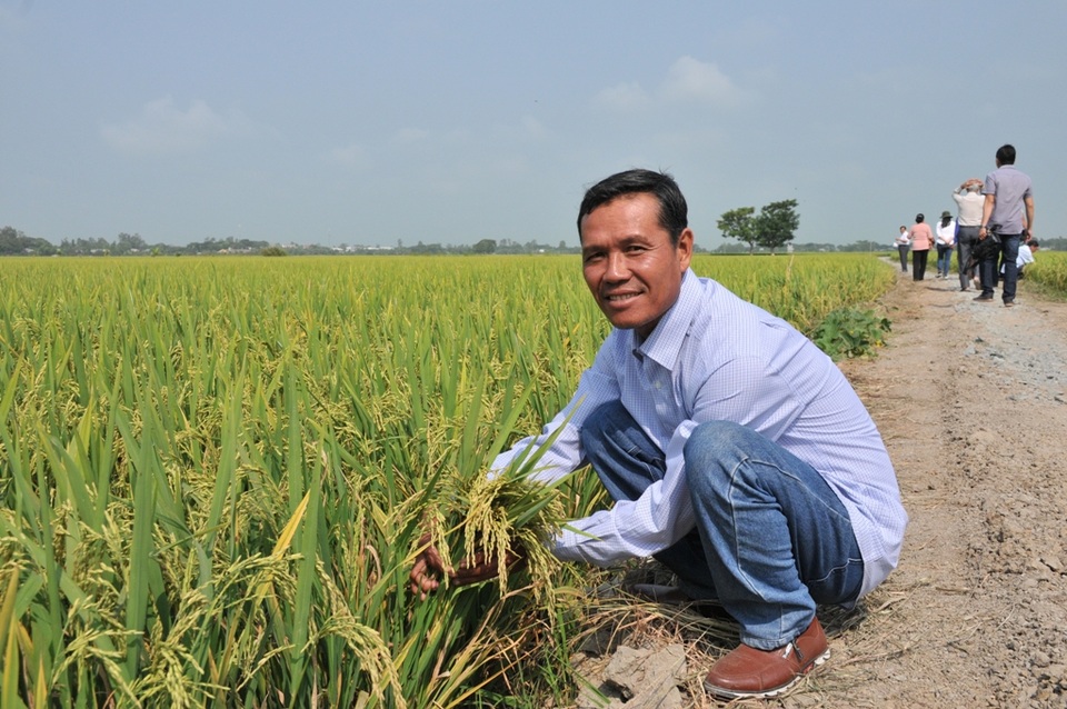 Chuyện lạ: Cho lúa “uống” sữa tươi và trứng gà… thay phân, thuốc - 2 Chuyện lạ: Cho lúa “uống” sữa tươi và trứng gà… thay phân, thuốc - 2