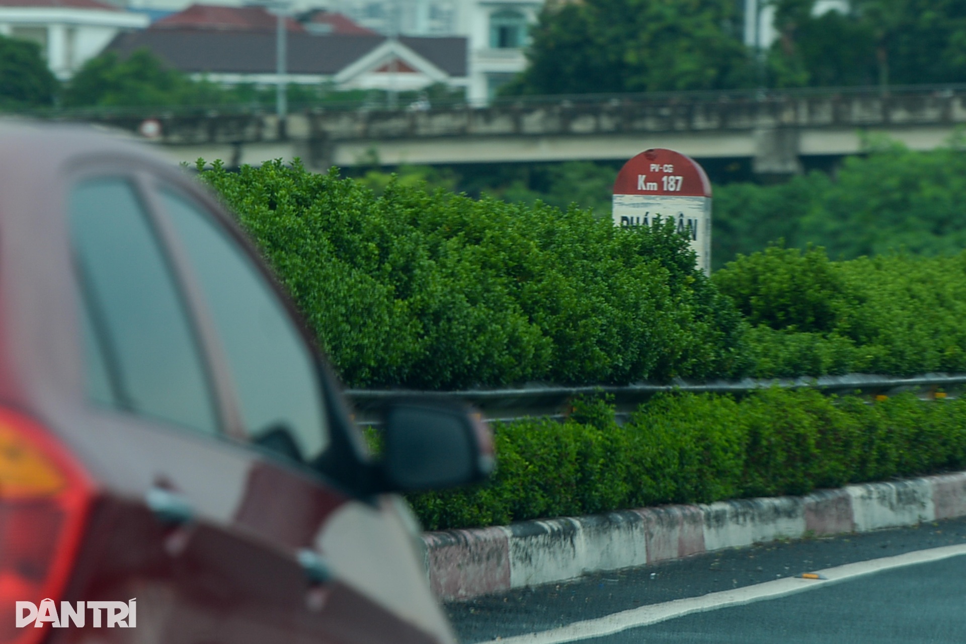 Cây xanh tươi tốt ở dải phân cách giữa cao tốc Pháp Vân - Cầu Giẽ - 10