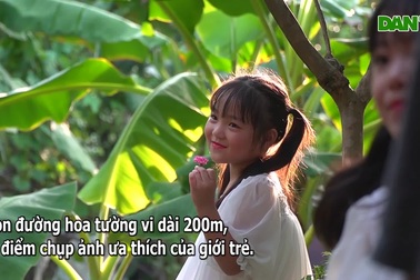 Giới trẻ hào hứng check-in con đường hoa tường vi độc nhất ở Hà Nội