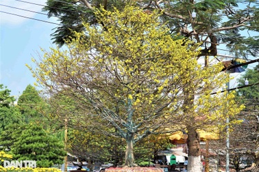 Chiêm ngưỡng "lão mai" thân xoắn đế móng rồng rao bán 2,8 tỷ đồng