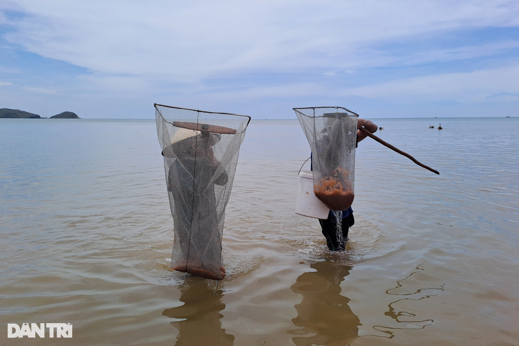 Trúng lộc biển, người dân vớt dọc bờ cũng kiếm tiền triệu mỗi ngày - 3 Trúng lộc biển, người dân vớt dọc bờ cũng kiếm tiền triệu mỗi ngày - 3