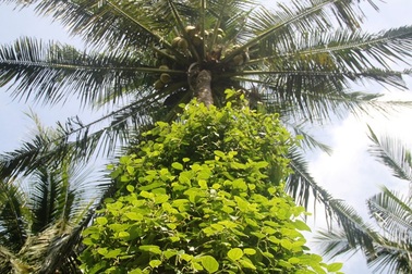 Độc chiêu trồng tiêu cho bám thân dừa mang hiệu quả kép