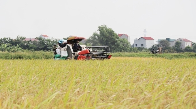 Bắc Ninh hỗ trợ người dân thu hoạch lúa Xuân trong điều kiện dịch Covid-19 - Ảnh 1.