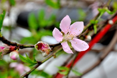 Thú mua đào rừng chơi sau Tết ở Hà Nội