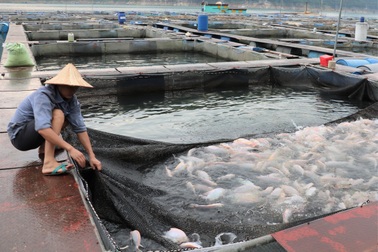 Sống lênh đênh giữa lòng hồ thủy điện