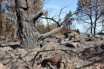 Cảnh rừng hoang tàn sau nhiều đợt cháy lớn liên tiếp