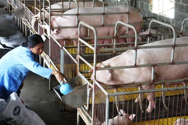 Nuôi 1.000 con lợn thịt được ngân sách hỗ trợ 3 tỷ đồng