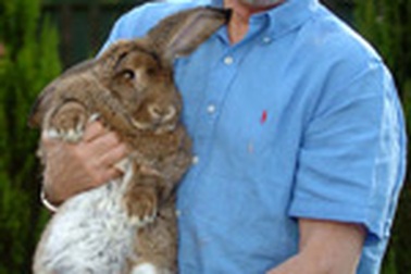 Chú thỏ “bự” nhất thế giới 