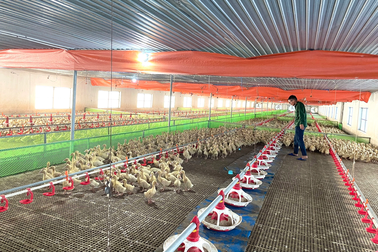 Cho vịt ngủ điều hòa, một năm thu lãi cả tỷ đồng