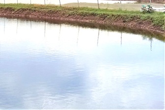 Hai cha con tử vong dưới ao tôm