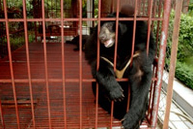 Hoang vắng thượng ngàn 