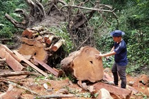 Cận cảnh những cây "đại thụ" giáng hương bị đốn hạ giữa rừng xanh