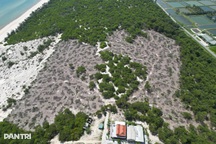 Vụ bán rừng phòng hộ trái phép ở Huế: Kỷ luật các cá nhân liên quan