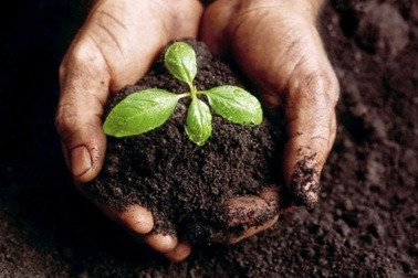 Ngành Khoa học đất học như thế nào?