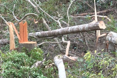 Kỷ luật hai kiểm lâm để rừng bị phá mà... không biết