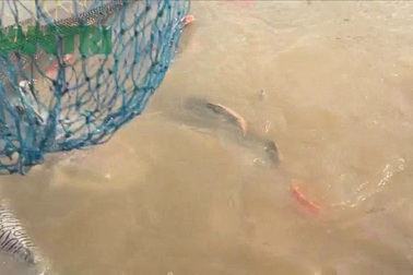 Đàn "thủy quái râu dài" của ông Bon