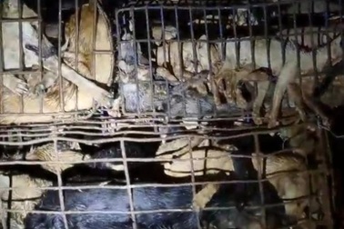 Vụ tài xế tông chốt kiểm dịch: Chở 156 con chó, mèo không rõ nguồn gốc