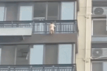 Clip em bé trèo ra cửa sổ tầng 5 gây sốc dân mạng và cảnh báo phụ huynh