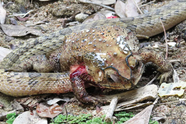Rùng mình loài rắn có cách ăn thịt con mồi kỳ lạ chưa từng được biết đến