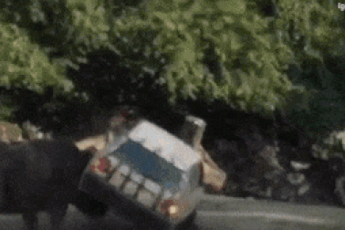 Sợ hãi trước cơn giận dữ của tê giác