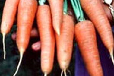 Thuốc hay, thuốc quý từ cà rốt