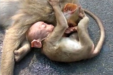 Khỉ con đau đớn nằm ôm mẹ đã chết
