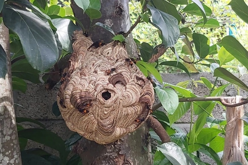 Chơi với ong vò vẽ, thu hàng chục triệu đồng - 2 Chơi với ong vò vẽ, thu hàng chục triệu đồng - 2