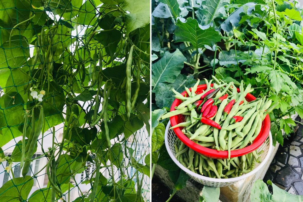 Vườn rau trái trồng trong thùng xốp xanh mướt, trĩu quả của cô giáo mầm non - 3 Vườn rau trái trồng trong thùng xốp xanh mướt, trĩu quả của cô giáo mầm non - 3