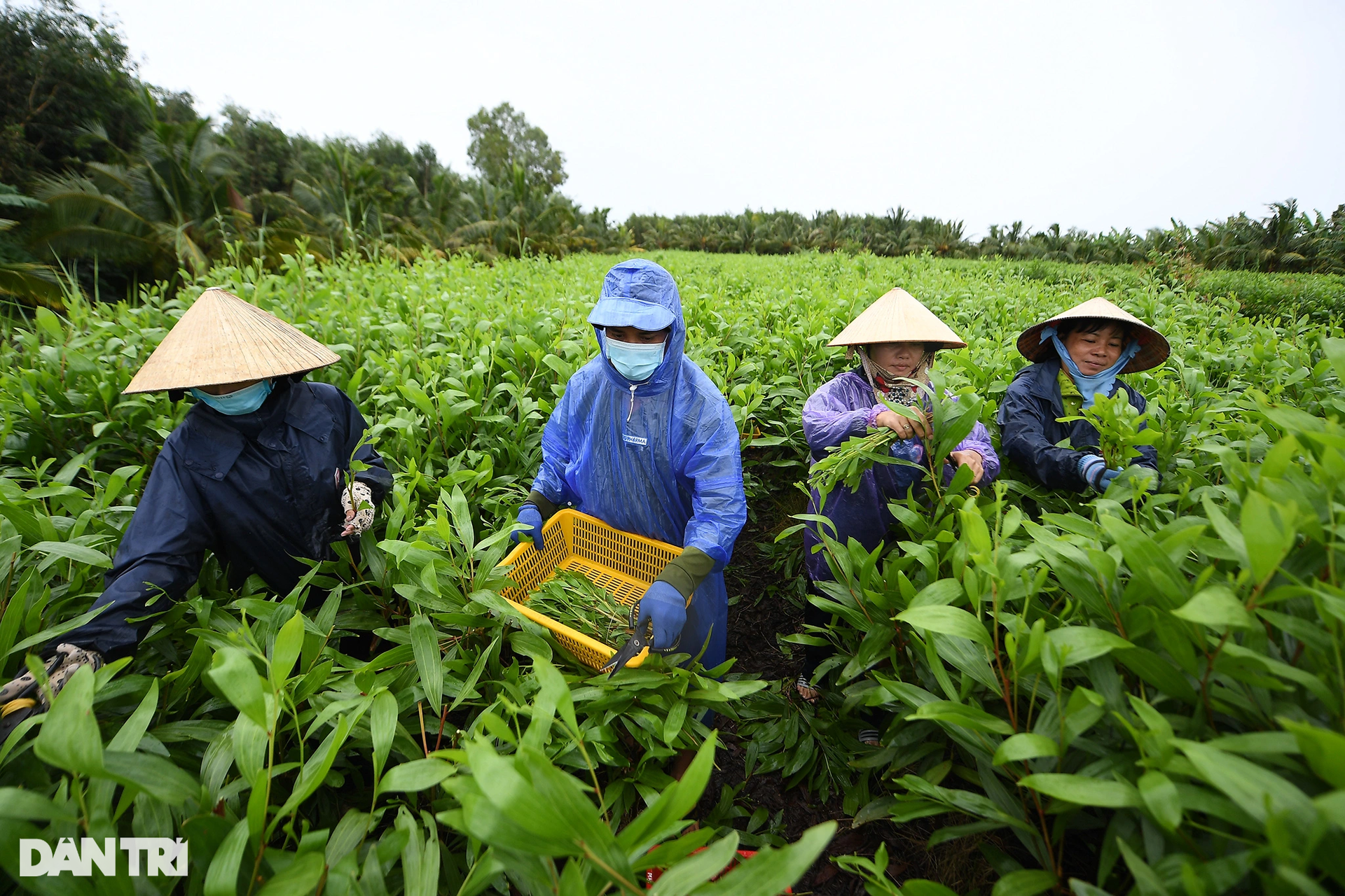 Thạc sĩ nông dân ở Cà Mau thu bạc tỷ nhờ ươm cây giống và nuôi cá rô đồng - 2 Thạc sĩ nông dân ở Cà Mau thu bạc tỷ nhờ ươm cây giống và nuôi cá rô đồng - 2