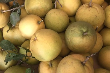 Đến tận ga Phúc Trạch vẫn "ăn quả lừa" bưởi nhái