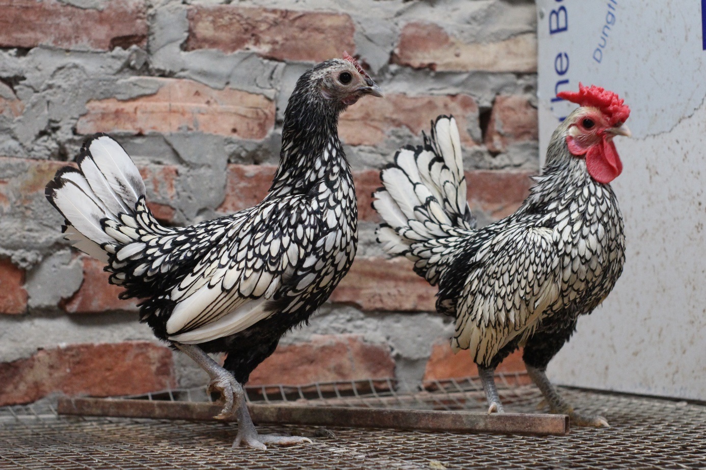 Những giống gà cảnh hàng độc, giá chát vẫn được săn lùng dịp Tết - 7 Những giống gà cảnh hàng độc, giá chát vẫn được săn lùng dịp Tết - 7