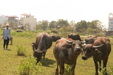 Tiền tỉ thả rông