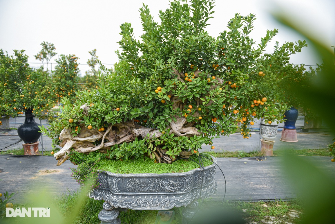 Nhặt gỗ khô bỏ đi, biến thành chậu quất cảnh giá trăm triệu đồng chơi Tết - 8 Nhặt gỗ khô bỏ đi, biến thành chậu quất cảnh giá trăm triệu đồng chơi Tết - 8
